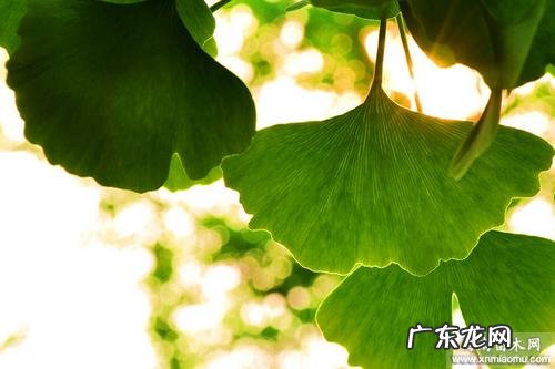 雨后的银杏树图片 雨后银杏树的描写