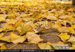 描写秋天银杏树的优美段落100字左右 描写秋天银杏树落叶的优美段落