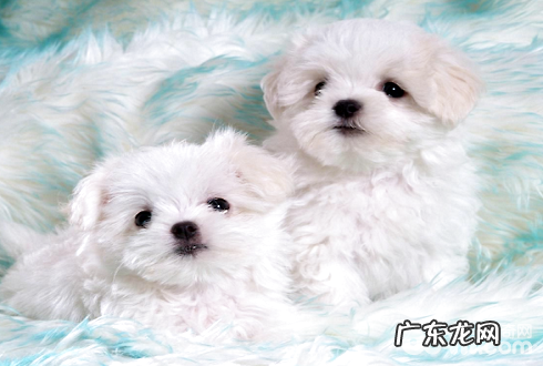 为什么家里幼狗小狗常病了呢?喂养小狗蛋白质粉增强免疫