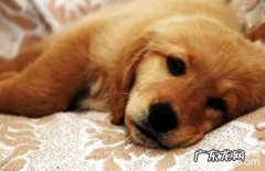 小狗换犬粮拉稀怎么办 小狗换犬粮方式详细介绍