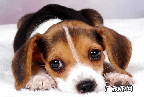 小狗胃肠不好如何调养,填补宠物益生菌回绝“夹层玻璃胃”