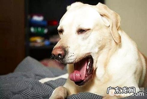 小狗老打喷嚏是什么原因?狗狗打喷嚏的缘故有什么?