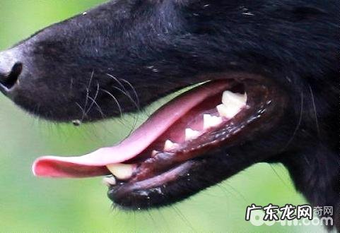 狗狗牙结石伤害小狗怎样清除牙结石