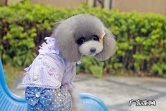 如何开宠物用品店?宠物店设备清单有哪些?