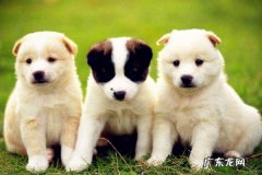 开宠物用品店赚钱吗?宠物用品店如何经营?