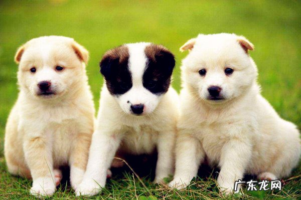 开宠物用品店赚钱吗?宠物用品店如何经营?