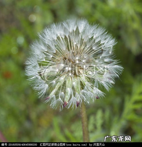 蒲公英花的特点描写 写蒲公英的花的特点