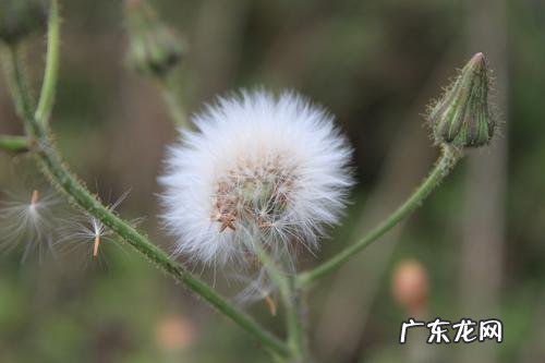蒲公英花的特点描写 写蒲公英的花的特点