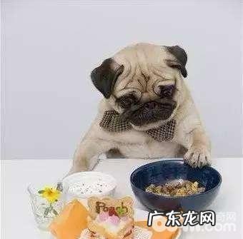 防止小狗夏季沾染皮肤疾病的方式都有哪些？