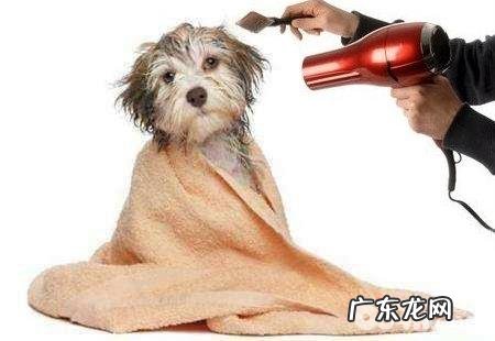 防止小狗夏季沾染皮肤疾病的方式都有哪些？