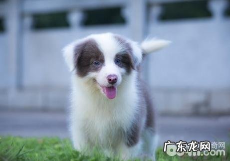 夏天普遍的狗狗皮肤病都有哪些?