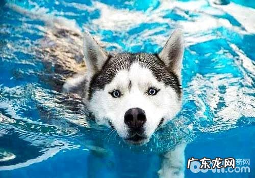 夏天普遍的狗狗皮肤病都有哪些?