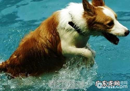 夏天普遍的狗狗皮肤病都有哪些?