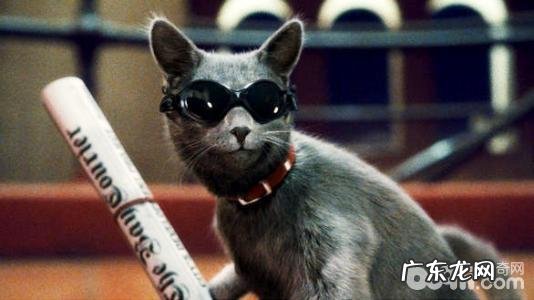 小宠物也是有老年痴呆症?七岁后的小宠物们要小心了