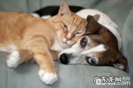 小宠物也是有老年痴呆症?七岁后的小宠物们要小心了