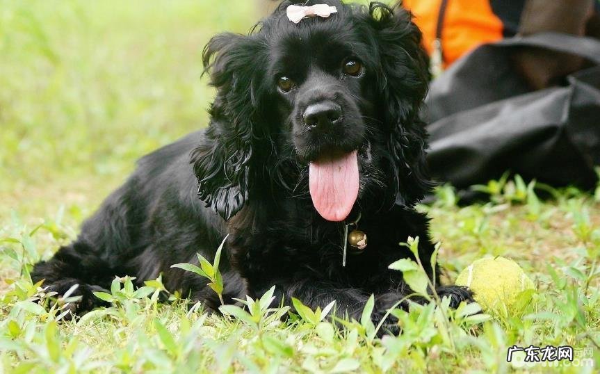 小狗风湿的原因是什么?怎么预防小狗风湿?