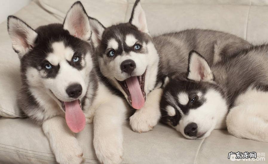 什么缘故会造成 金毛白屑增加？