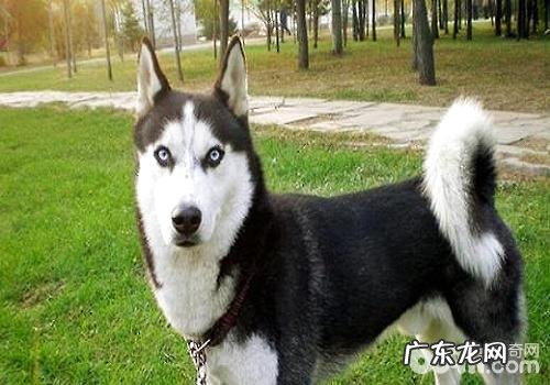 什么缘故会造成 金毛白屑增加？