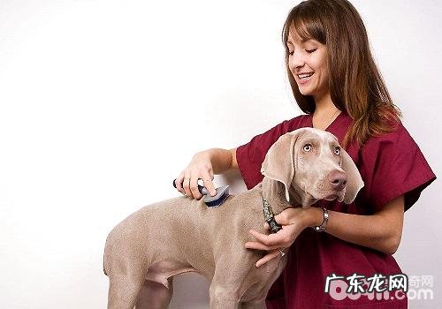 狗狗皮肤病都是有哪些?