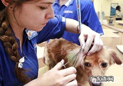 狗狗皮肤病都是有哪些?