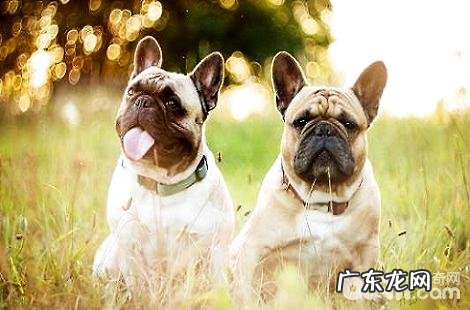 法国斗牛犬生小狗狗较为非常容易孕妇难产吗?