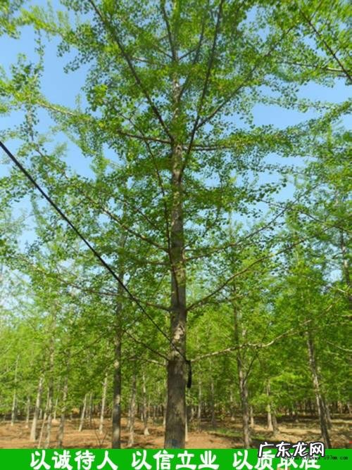 10年银杏树价位均价 银杏树的价位