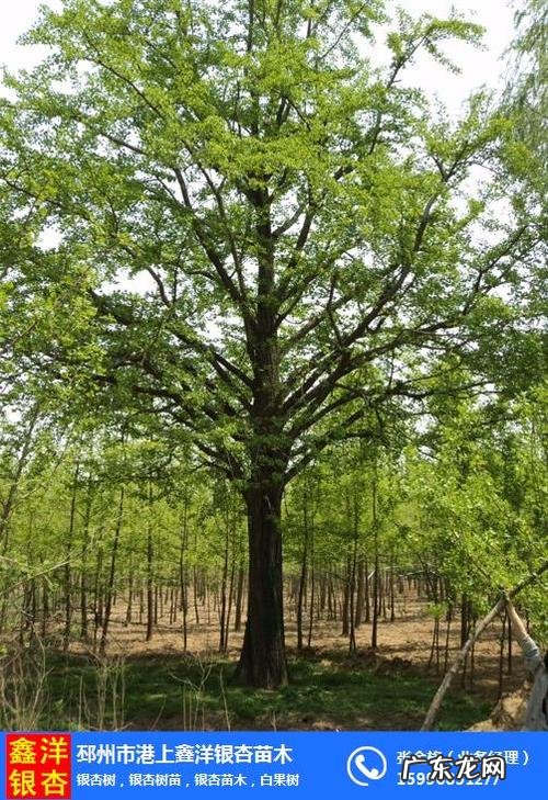 10年银杏树价位均价 银杏树的价位