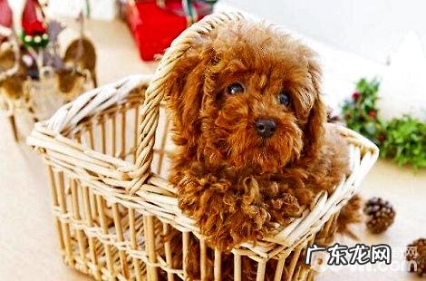 泰迪犬拉出水晶果冻状便就是结肠炎吗？