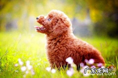 接种疫苗以前能给泰迪犬冼澡吗?