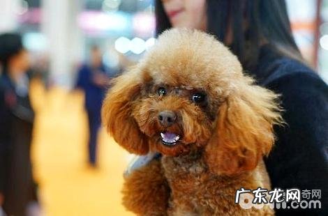 接种疫苗以前能给泰迪犬冼澡吗?