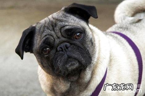 巴哥不好好吃狗粮是否偏食？