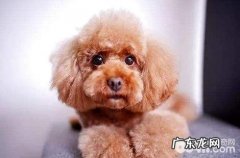 泰迪犬的臀部掉毛很严重是怎么回事？