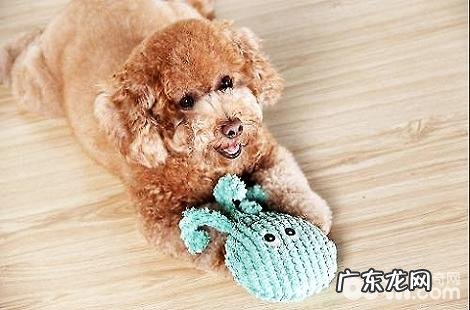 泰迪犬的臀部掉毛很严重是怎么回事?