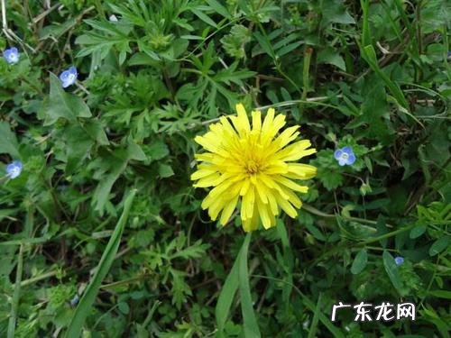 长得像蒲公英的植物图 跟蒲公英长得很像的植物