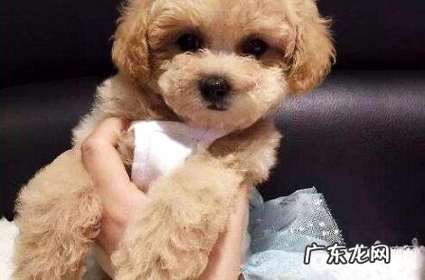 小泰迪打过预苗后拉肚子了正常吗?