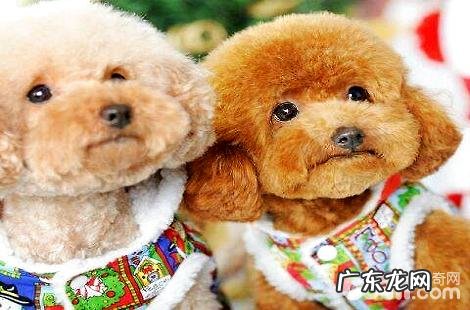 泰迪犬尿液发黄是上火吗?