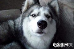 金毛情况不太好，无精打采该怎么办？