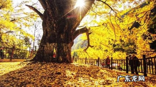 西安千年银杏树最佳观赏时间 中国五大千年银杏树