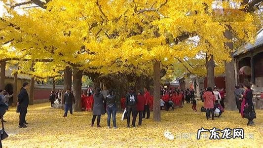 西安千年银杏树最佳观赏时间 中国五大千年银杏树