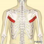 大圆肌拉伸放松方法