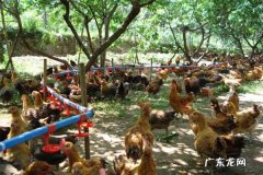 农民在家干什么赚钱?农民不进城靠什么养家？