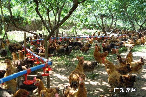 农民在家干什么赚钱?农民不进城靠什么养家?