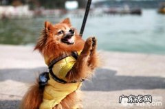 小狗打过预苗呕吐怎么办？