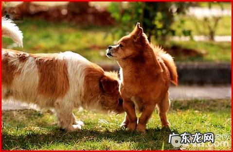 小狗打过预苗呕吐怎么办？