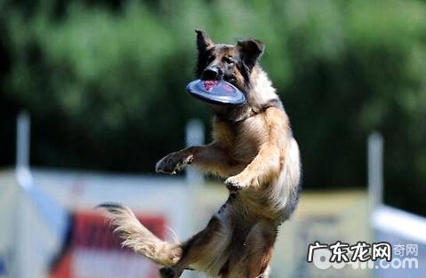 小狗消化不良如何开展调整?