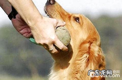 能给小狗喂乳酸菌素片吗?