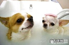 能给小狗喂乳酸菌素片吗？