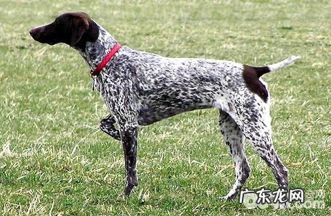 狗狗感冒能够吃人肉的感冒冲剂吗?