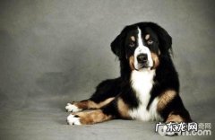 狗狗感冒能够吃人肉的感冒冲剂吗？