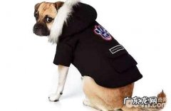 狗狗肠胃炎能吃益生菌粉吗？